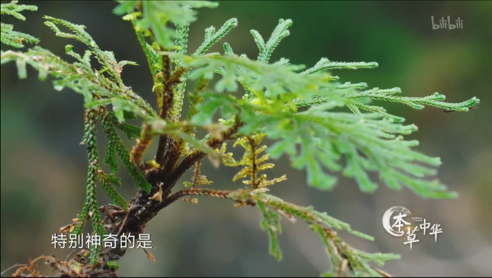人与本草的默契：草药界的&ldquo;极限挑战&rdquo;高手